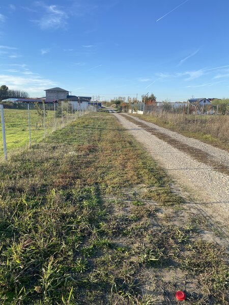 Domnesti, padurea Teghes.