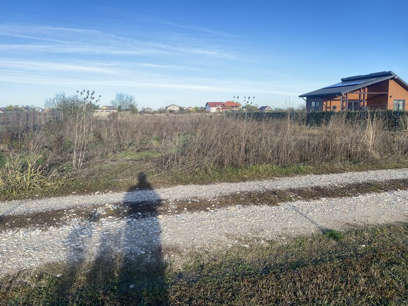 Domnesti, padurea Teghes.