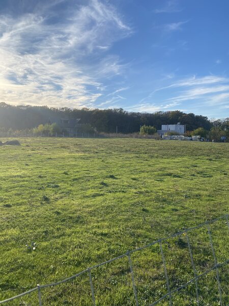 Domnesti, padurea Teghes.