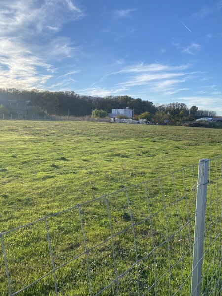 Domnesti, padurea Teghes.