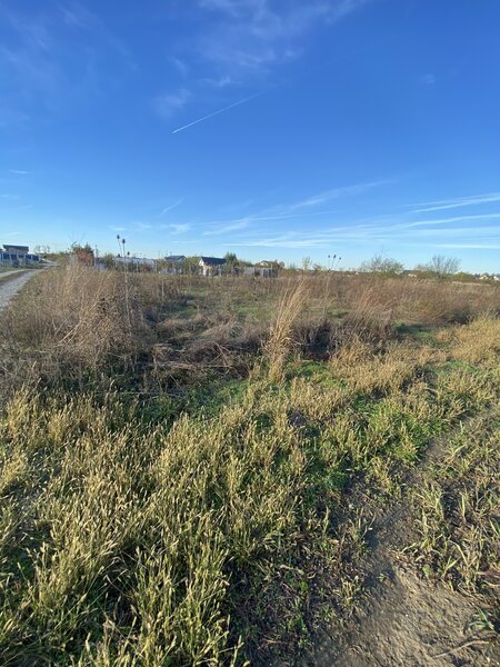 Domnesti, padurea Teghes.